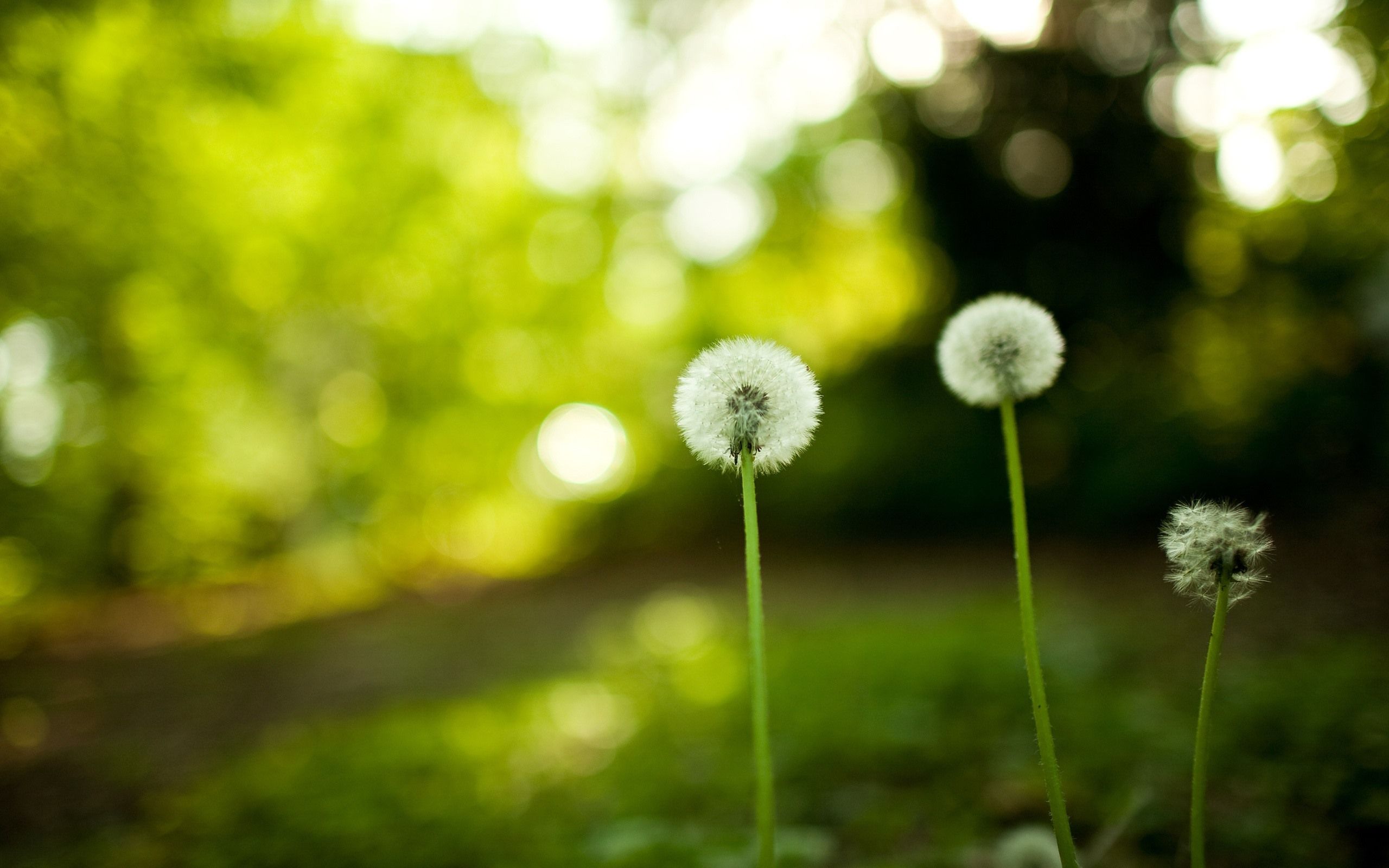 Pusteblumen, Wald, Bokeh, Grün, Natur, 2K, Hintergrund für den Desktop