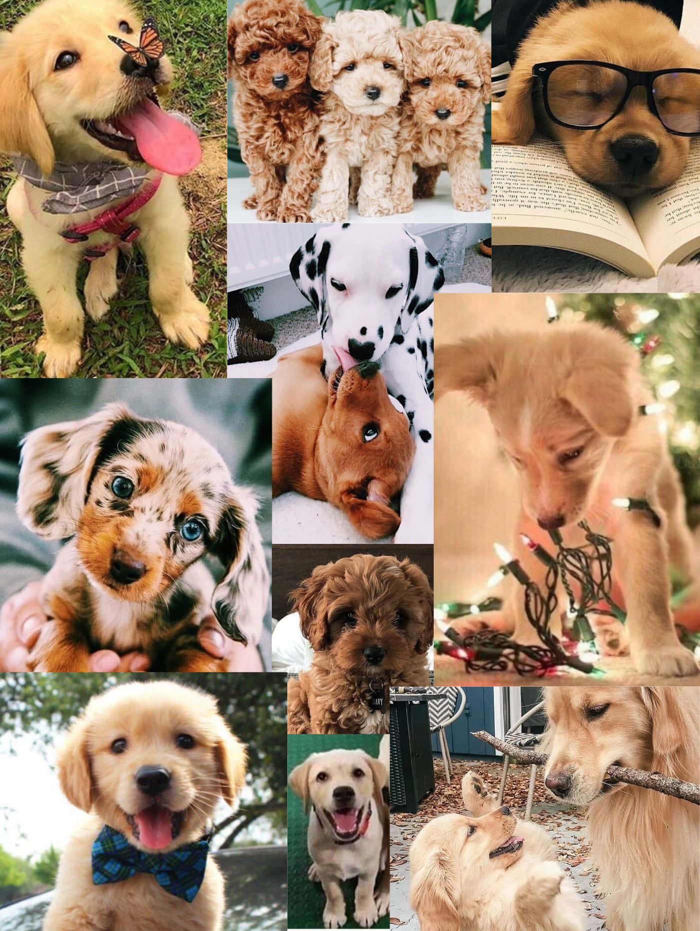 Hunde-Collage, Golden Retriever, Dalmatiner, Welpen, Süß, Full HD, Tablet-Hintergrund