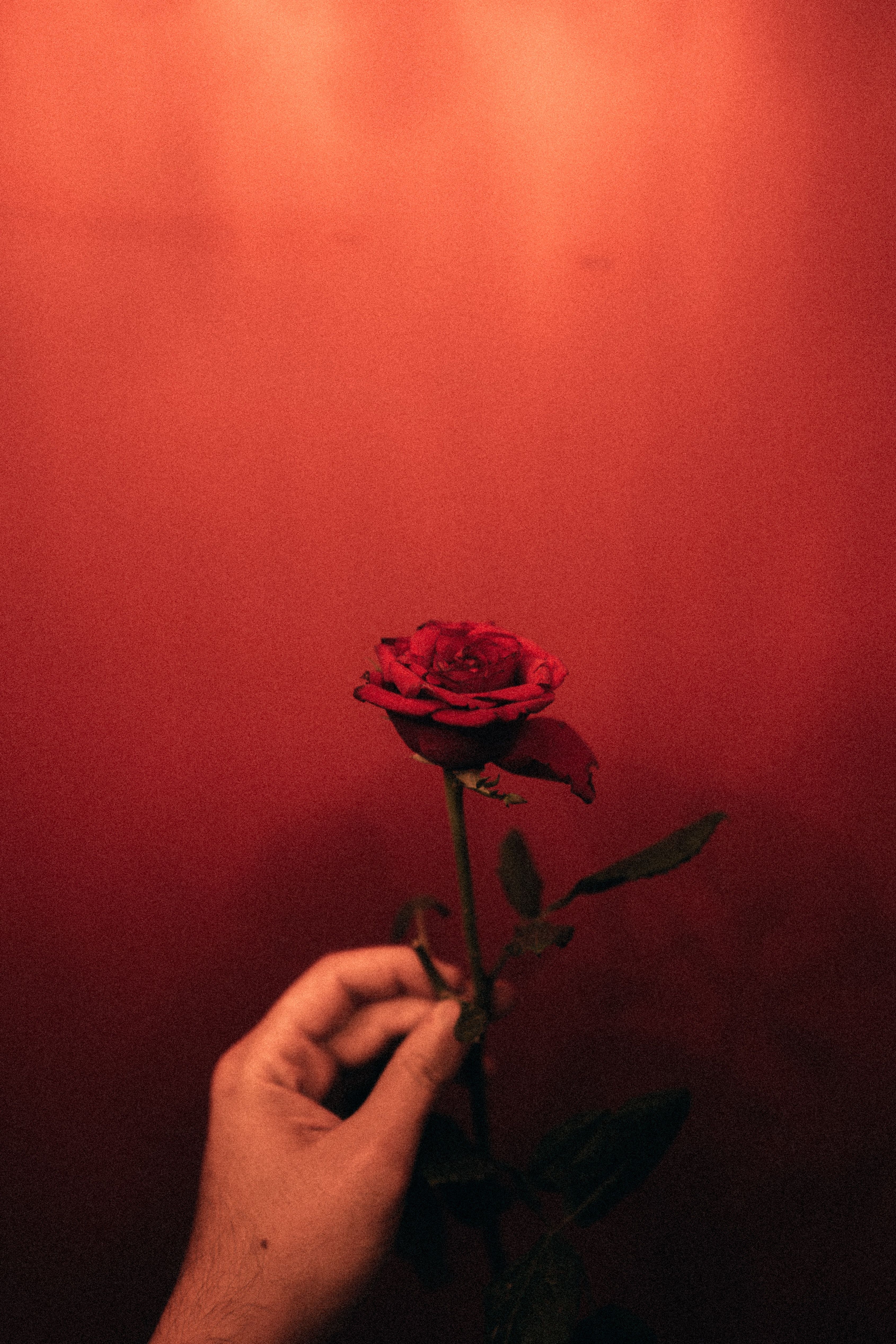 Rote Rose, Hand, Roter Hintergrund, Blume, Minimalismus, QHD+ Wallpaper