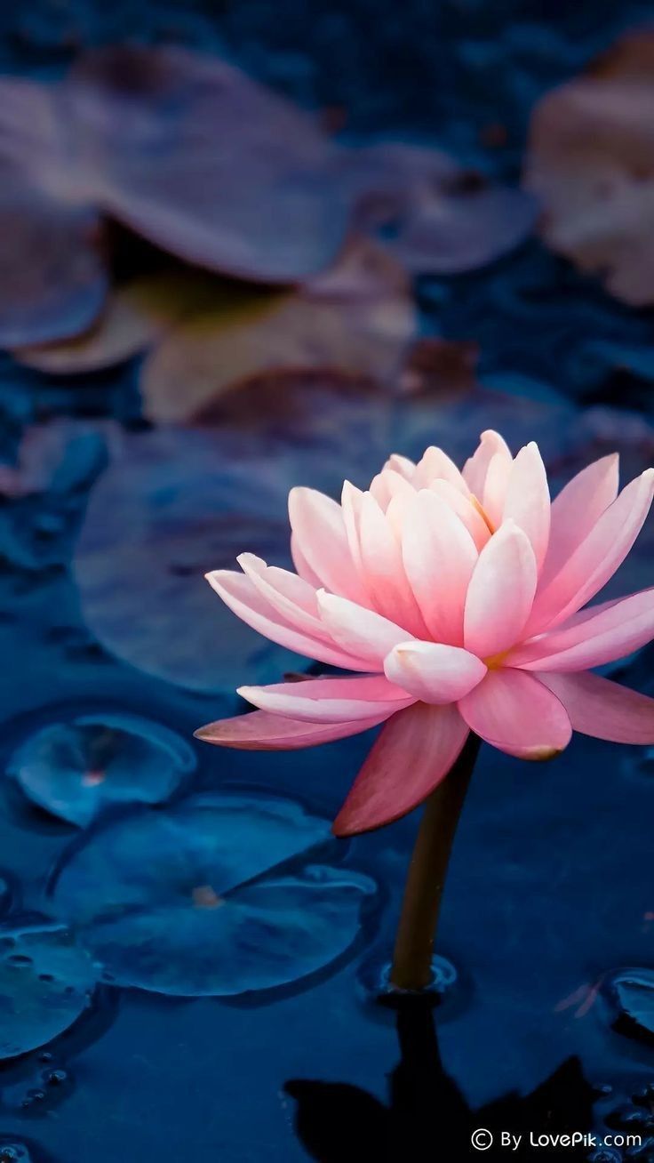 Lotusblüte, Seerosenblätter, Teich, Rosa, Dunkel, HD, Hintergrundbild fürs Handy
