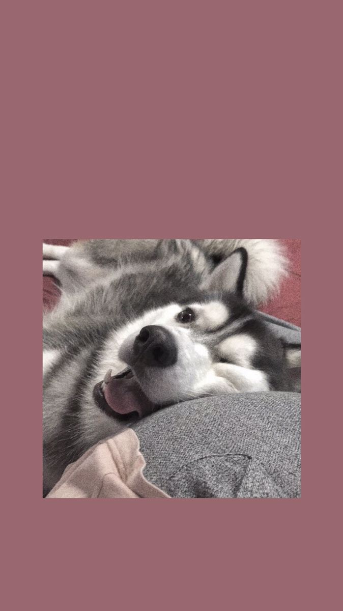 Husky, Welpe, Schlafend, Altrosa, Ästhetik, Hintergrundbild für iPhone und Android