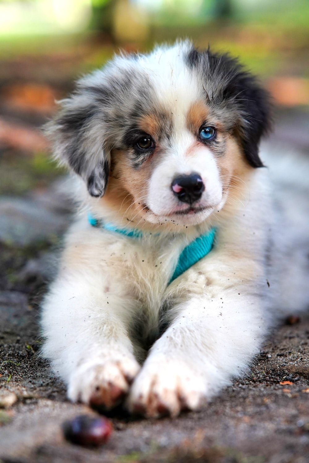 Australian Shepherd, Welpe, Blaue Augen, Liegend, Süß, Hochformat, Hintergrundbild fürs Smartphone