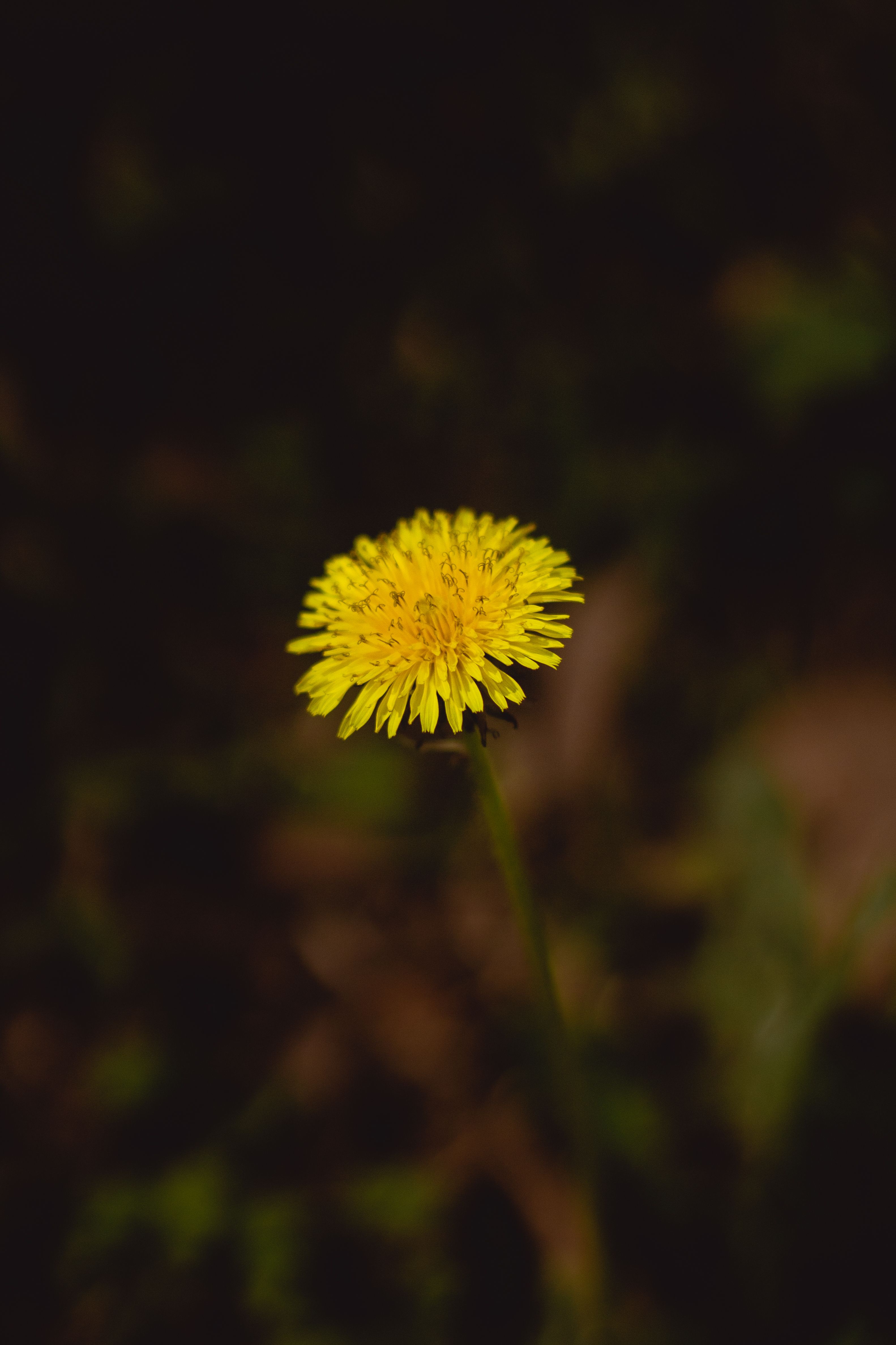 Löwenzahnblüte, Gelb, Dunkler Hintergrund, Hochformat, Minimalistisch, QHD+ Wallpaper
