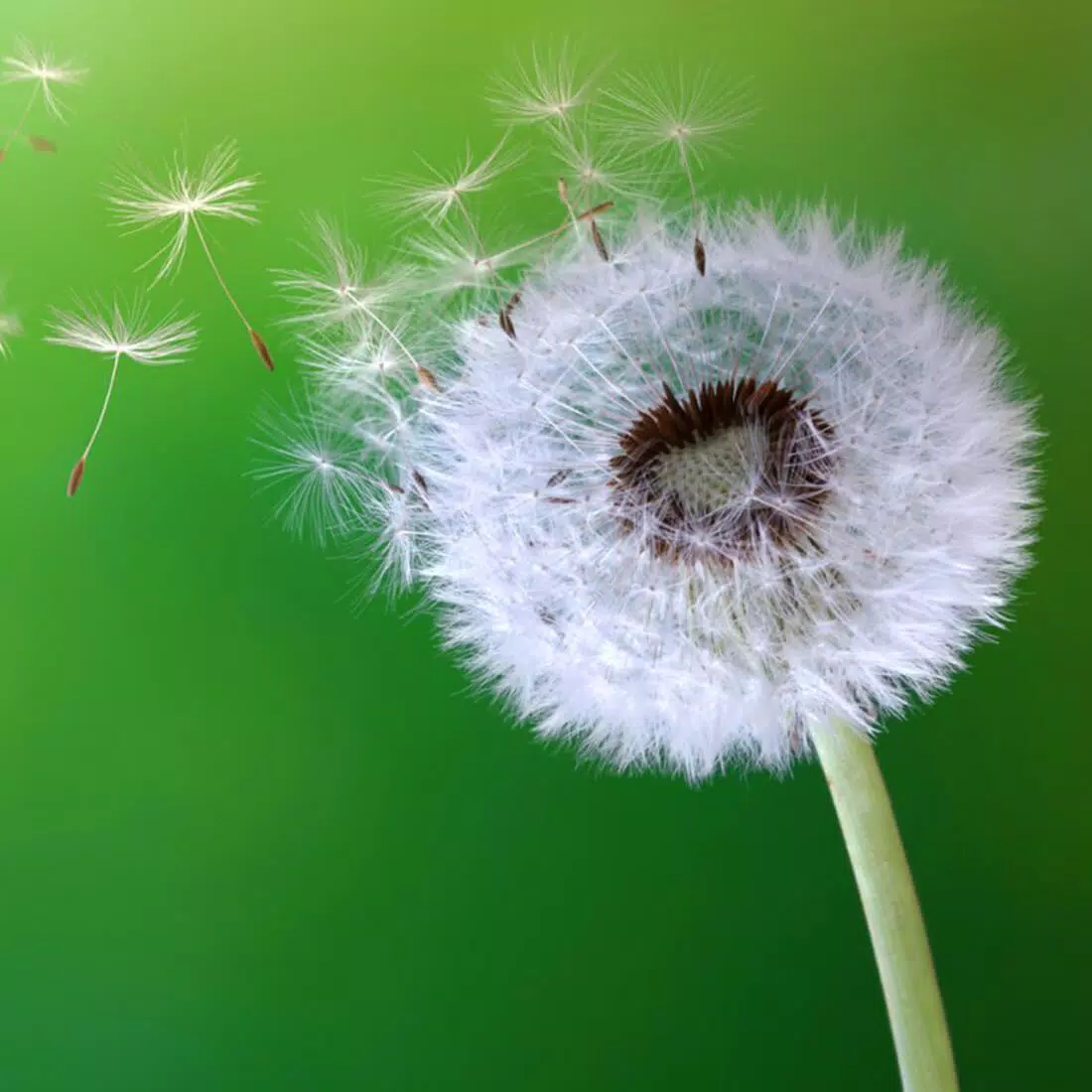 Pusteblume, Flugsamen, Grüner Hintergrund, Makro, Wallpaper