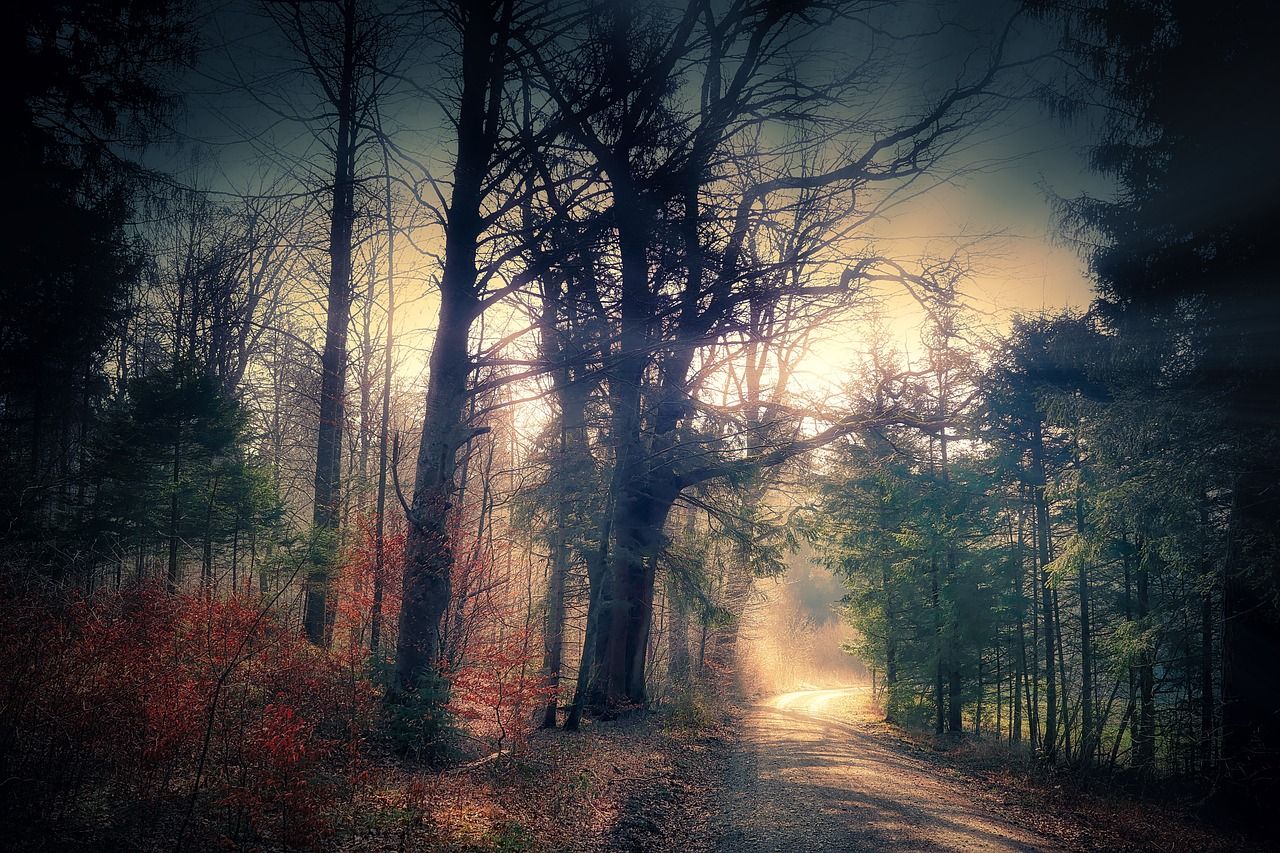 Wald, Weg, Bäume, Herbst, Dämmerung, HD, Desktop-Hintergrund für Windows
