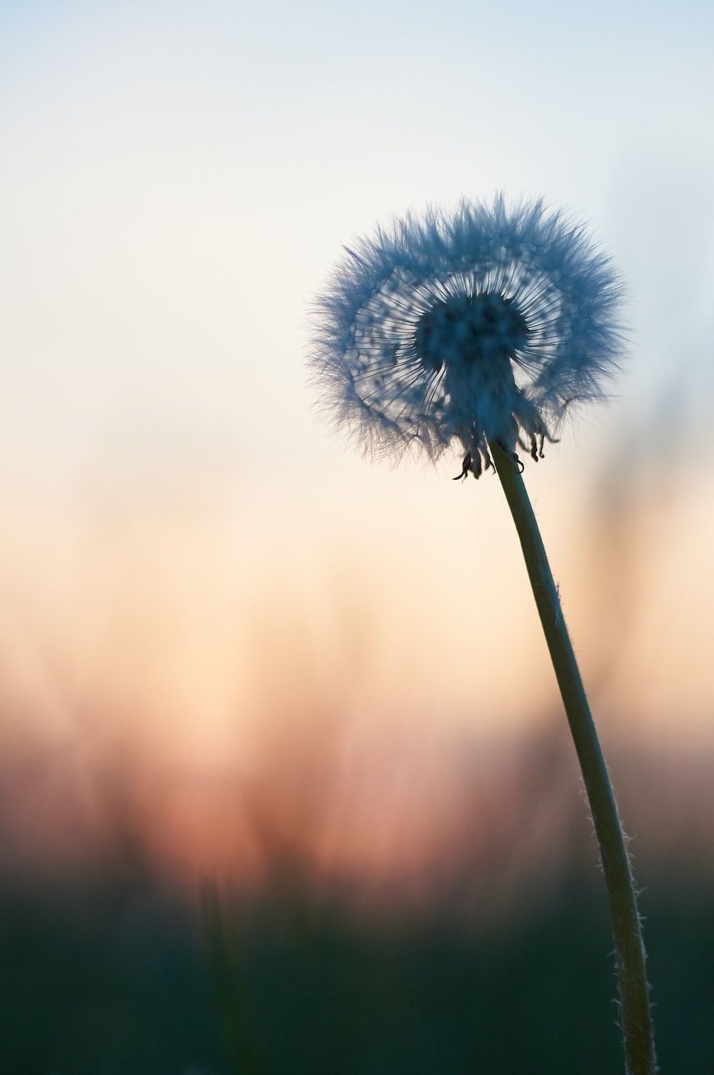 Pusteblume, Abendhimmel, Dämmerung, Minimalistisch, Hochformat, Hintergrundbild fürs Smartphone