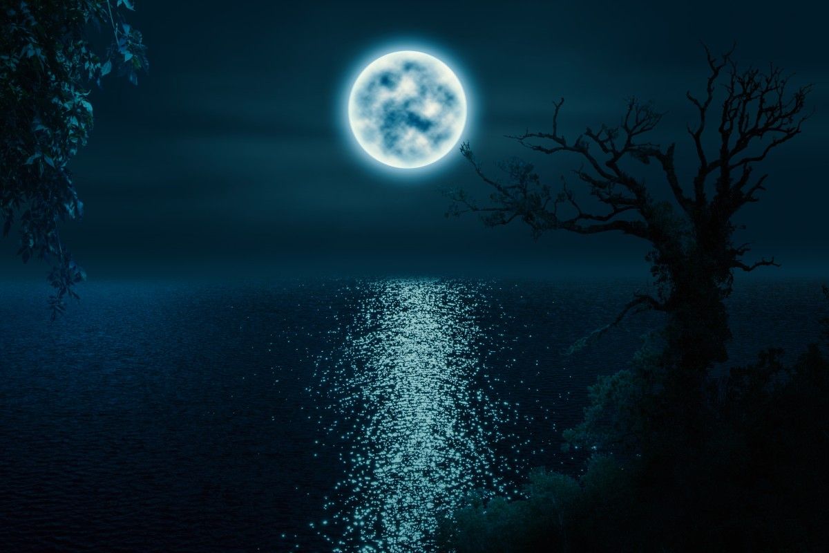 Vollmond, Mondlicht, Meer, Kahler Baum, Nacht, Blau, Hintergrundbild
