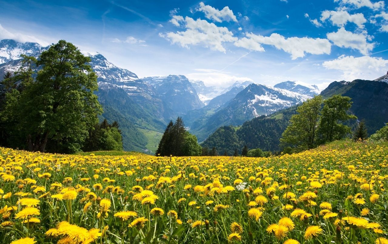 Löwenzahnwiese, Alpen, Berge, Bäume, Frühling, Landschaft, HD, MacBook-Hintergrundbild