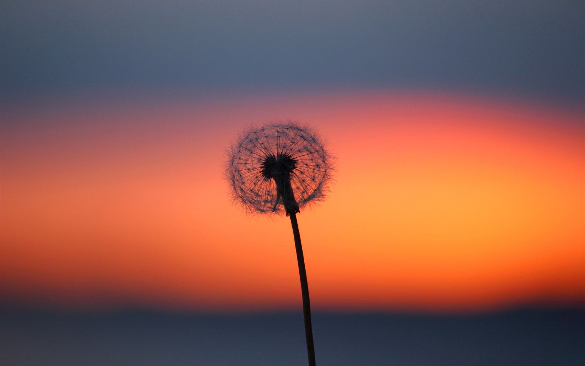 Pusteblume, Silhouette, Sonnenuntergang, Orange, Minimalistisch, Full HD, Windows-Hintergrundbild