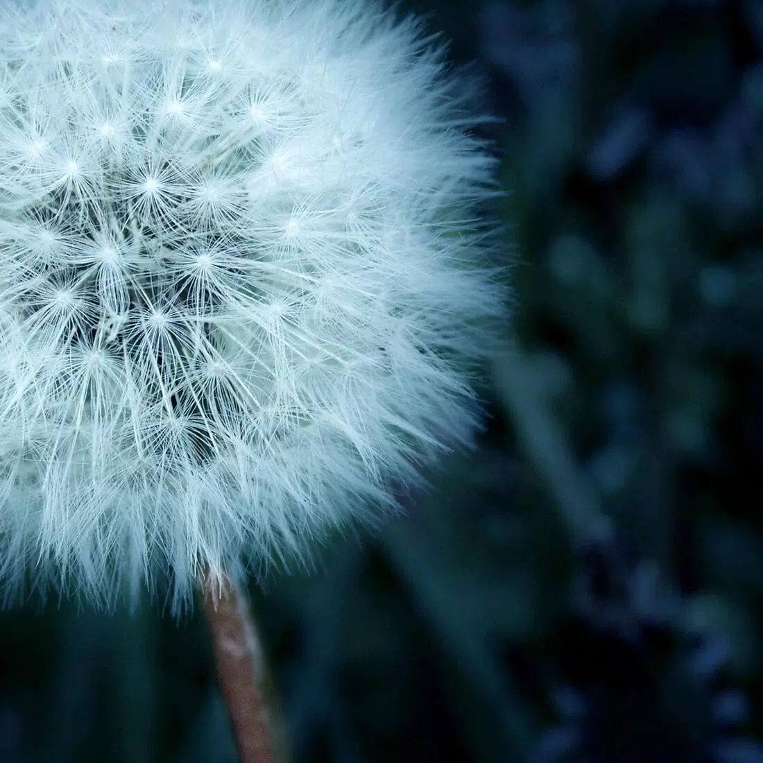 Pusteblume, Makro, Dunkelgrün, Nahaufnahme, Hintergrundbild für iPad und Tablet