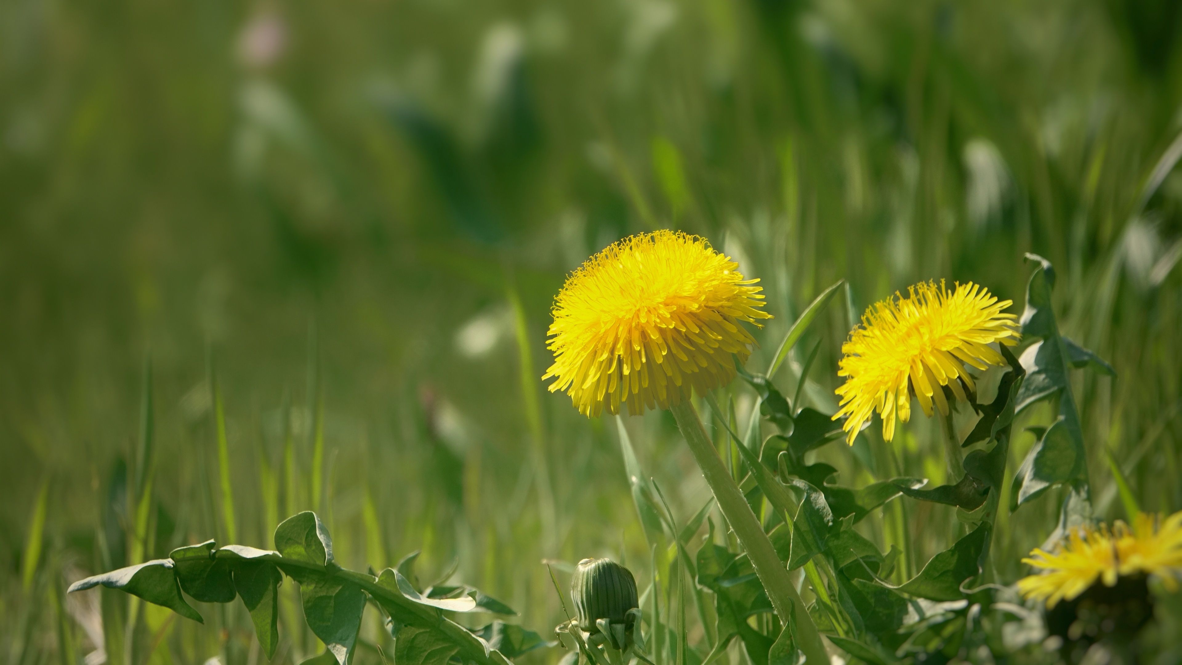 Löwenzahnblüten, Gelb, Gras, Wiese, Natur, 4K, Hintergrund für den Desktop