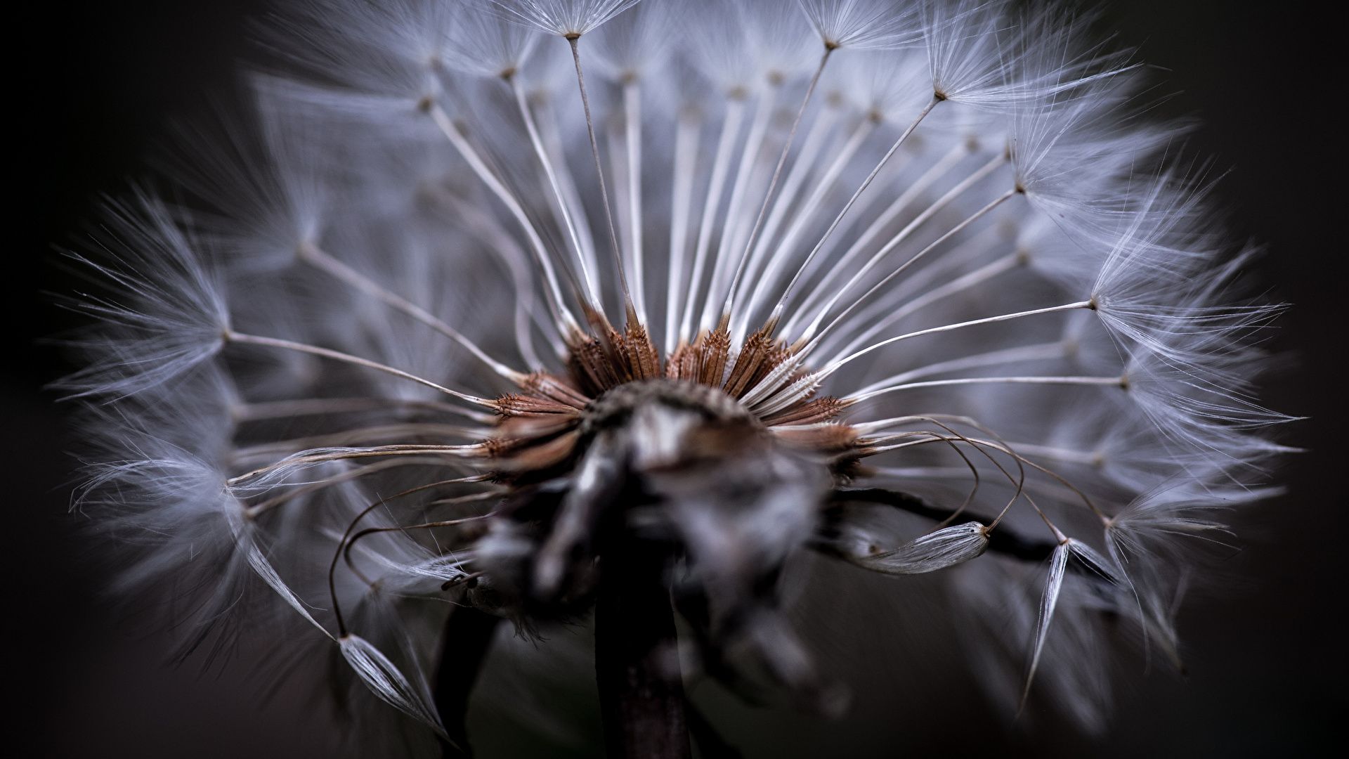 Pusteblume, Makro, Schwarzer Hintergrund, Detail, Full HD Wallpaper