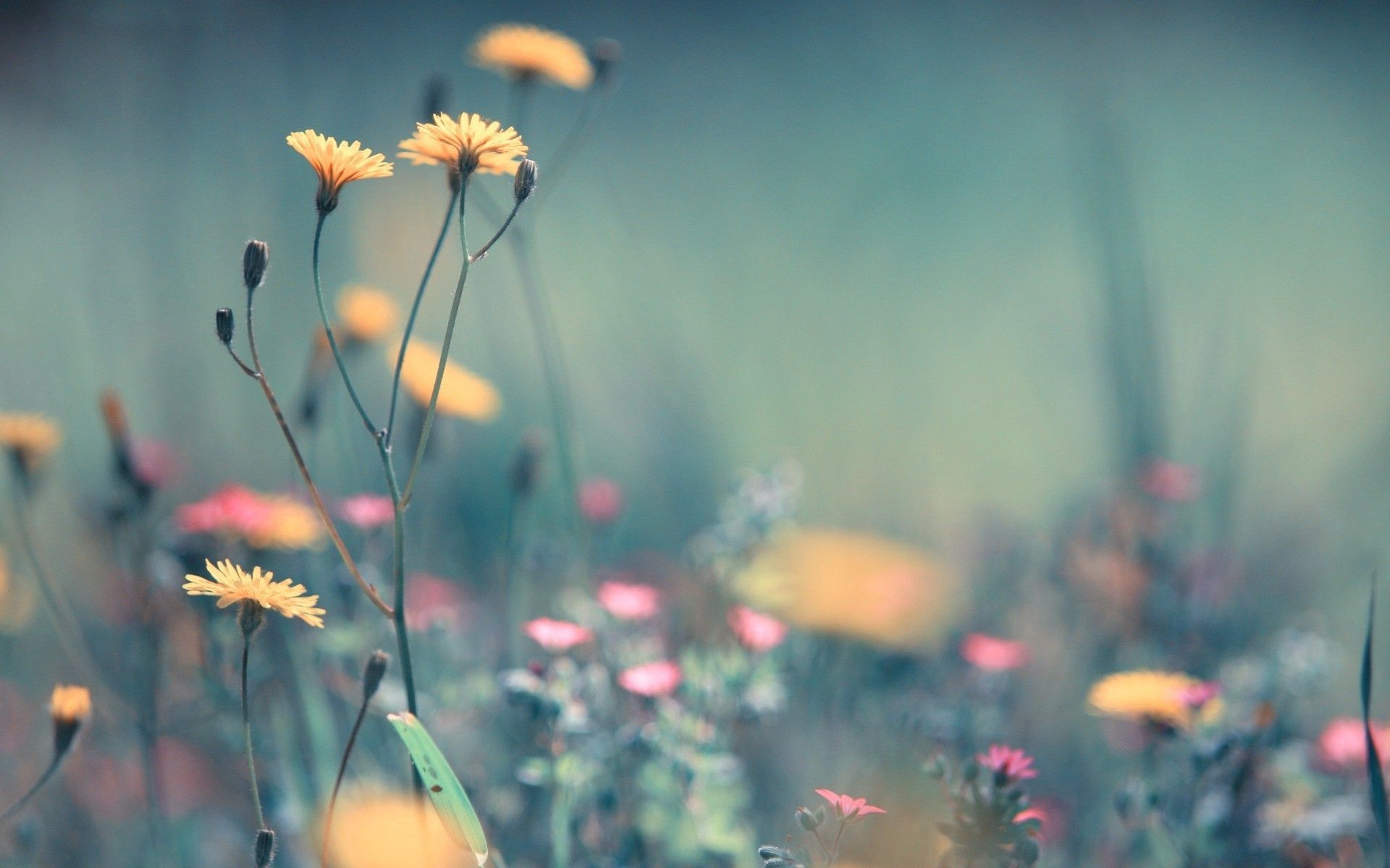 Wildblumen, Wiese, Pastell, Unschärfe, Verträumt, Full HD, Desktop-Hintergrund für Windows
