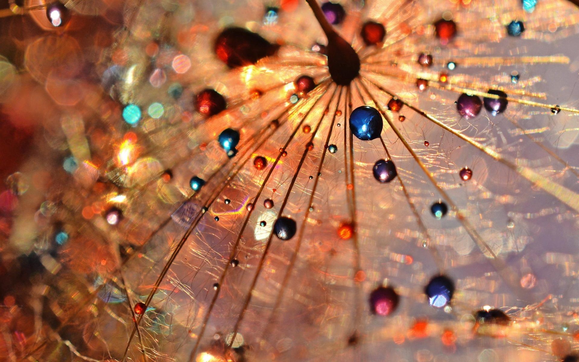 Flugsamen, Wassertropfen, Makro, Bunt, Abstrakt, 16:10, Full-HD-Hintergrundbild für den Desktop