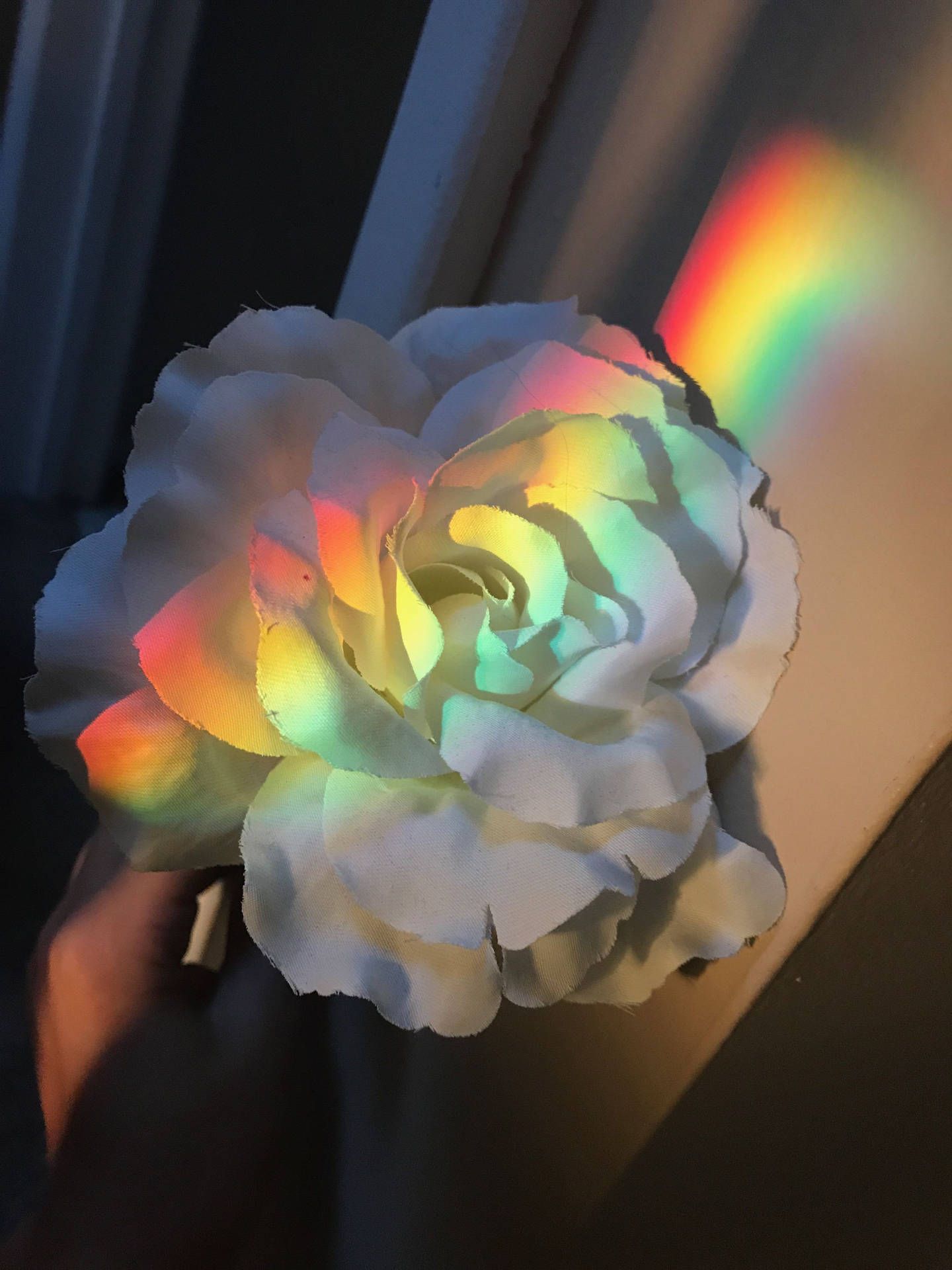 Weiße Blume, Regenbogenlicht, Lichtbrechung, Dunkel, QHD+, Hintergrundbild fürs Tablet