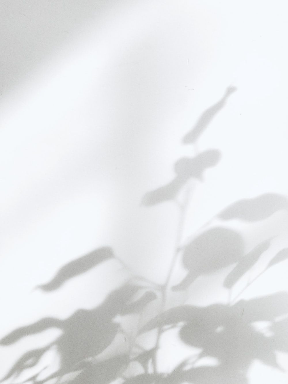 Pflanzenschatten, Weiß, Hell, Zart, Minimalistisch, HD, iPad-Hintergrundbild