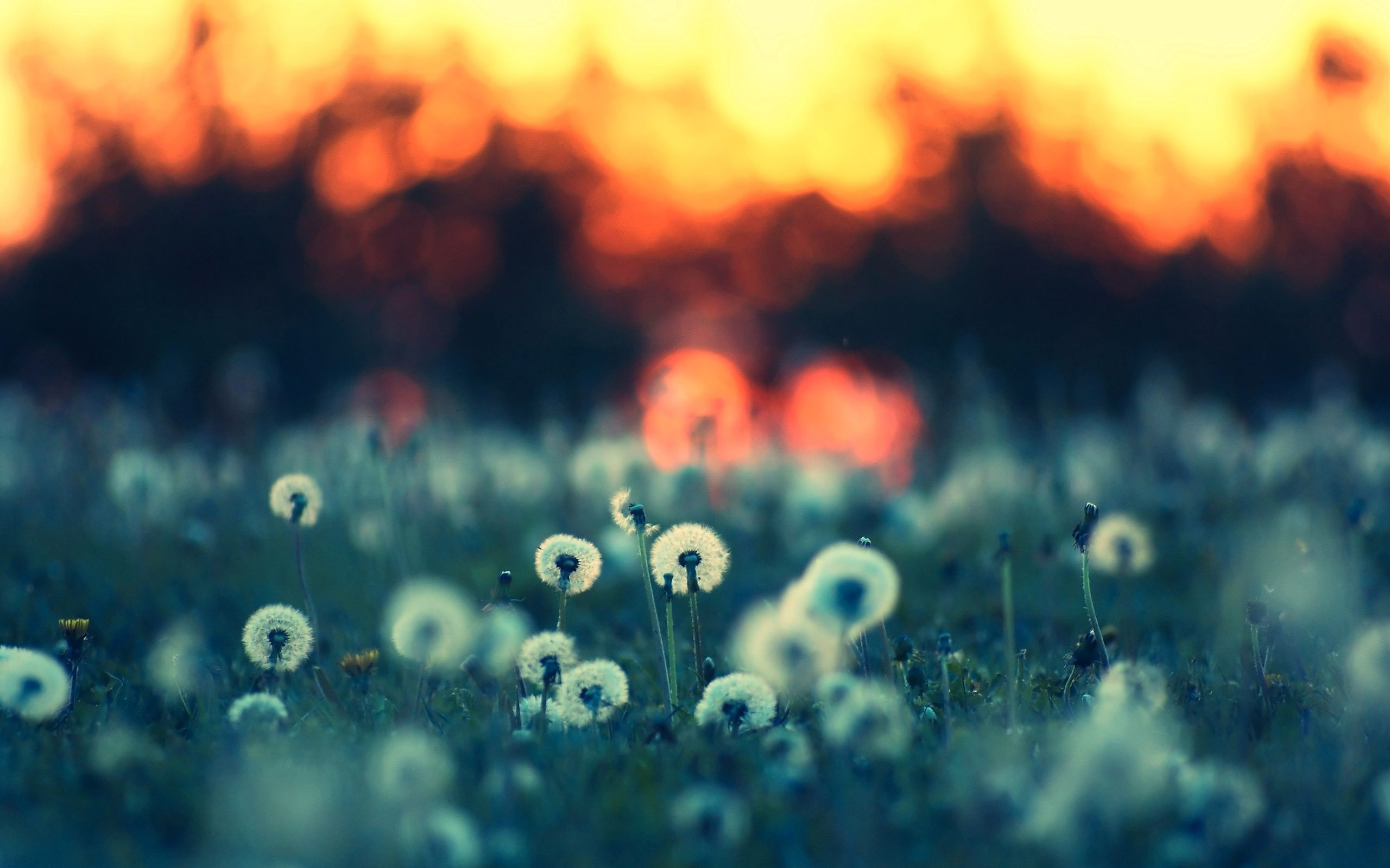 Pusteblumen, Wiese, Sonnenuntergang, Bokeh, Türkis, 2K, Hintergrundbild für den PC