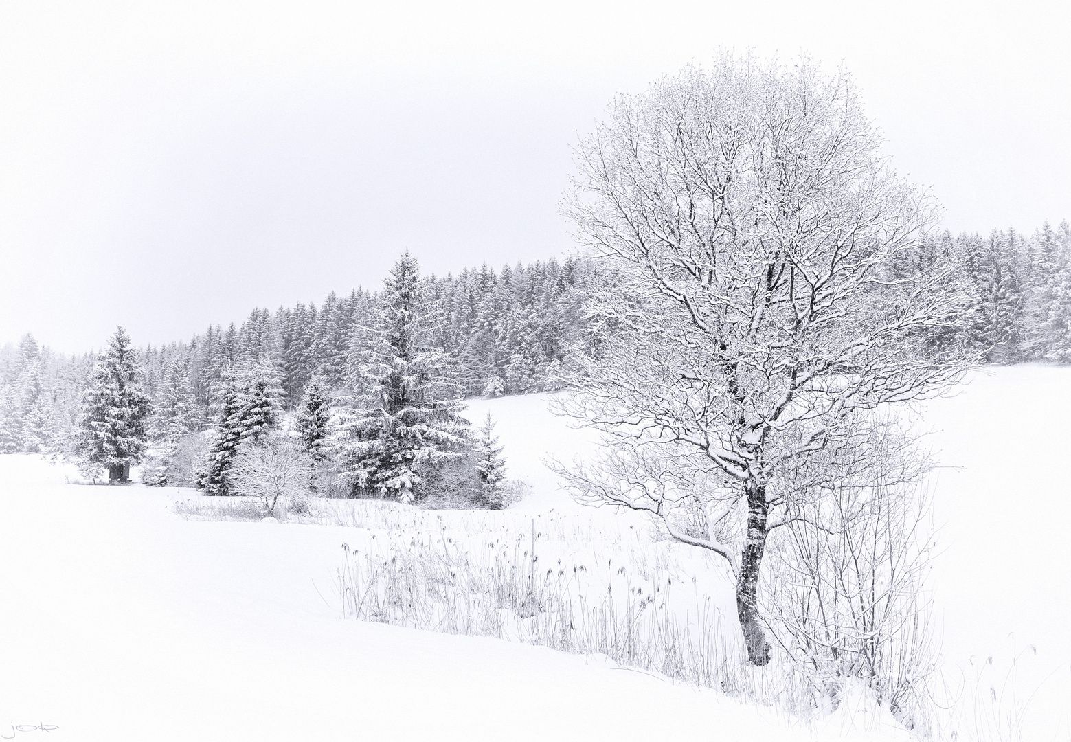Winterlandschaft, Verschneite Bäume, Schnee, Weiß, Tannen, HD, Windows-Hintergrundbild