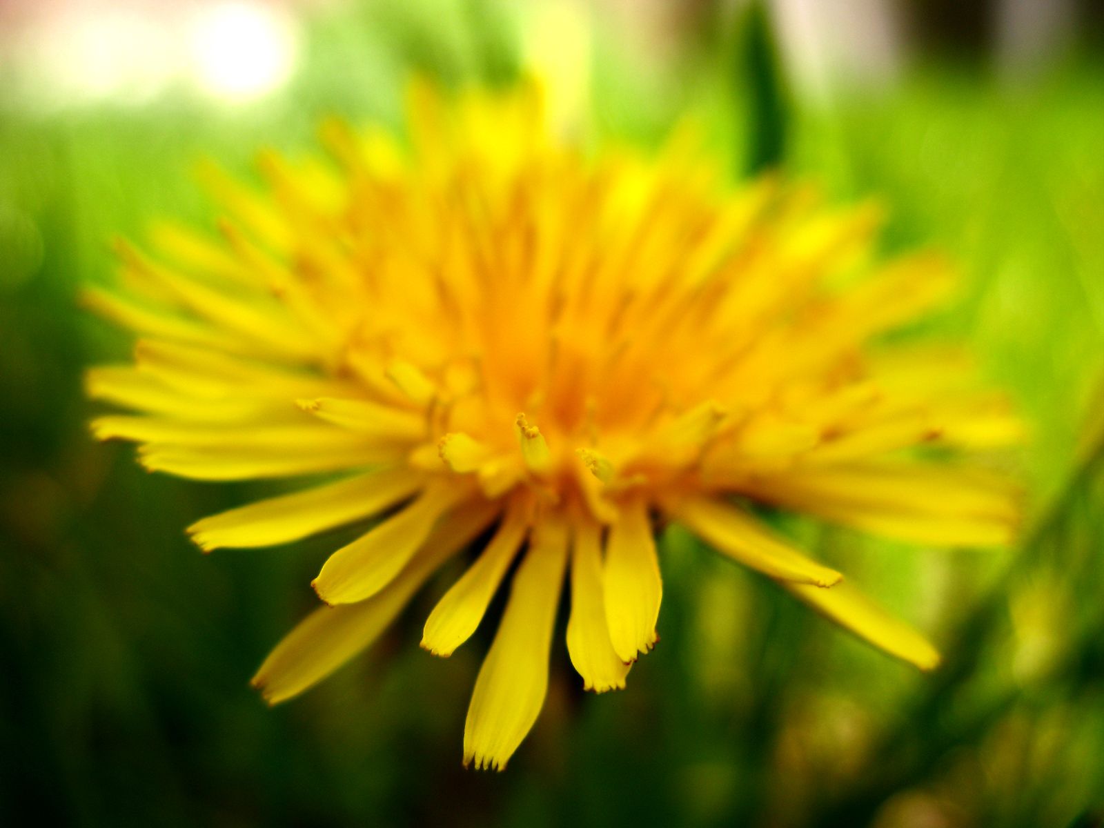 Löwenzahnblüte, Gelb, Makro, Grüner Hintergrund, HD Wallpaper