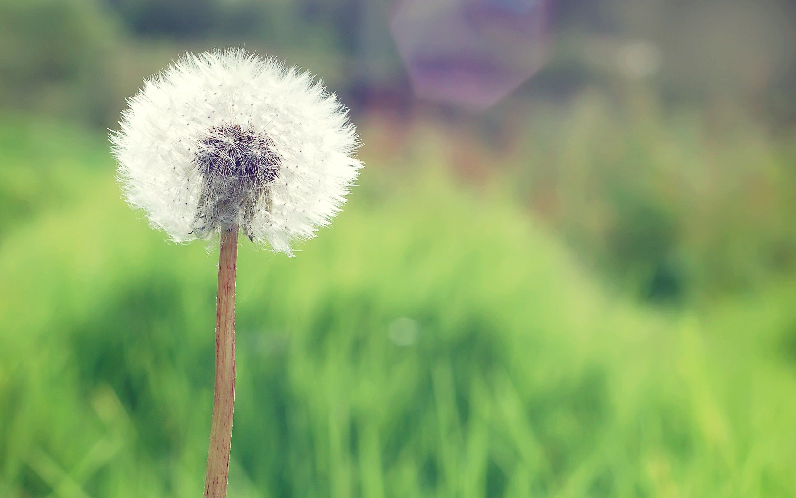 Pusteblume, Grüne Wiese, Unschärfe, Natur, 2K, Desktop-Hintergrund für Windows