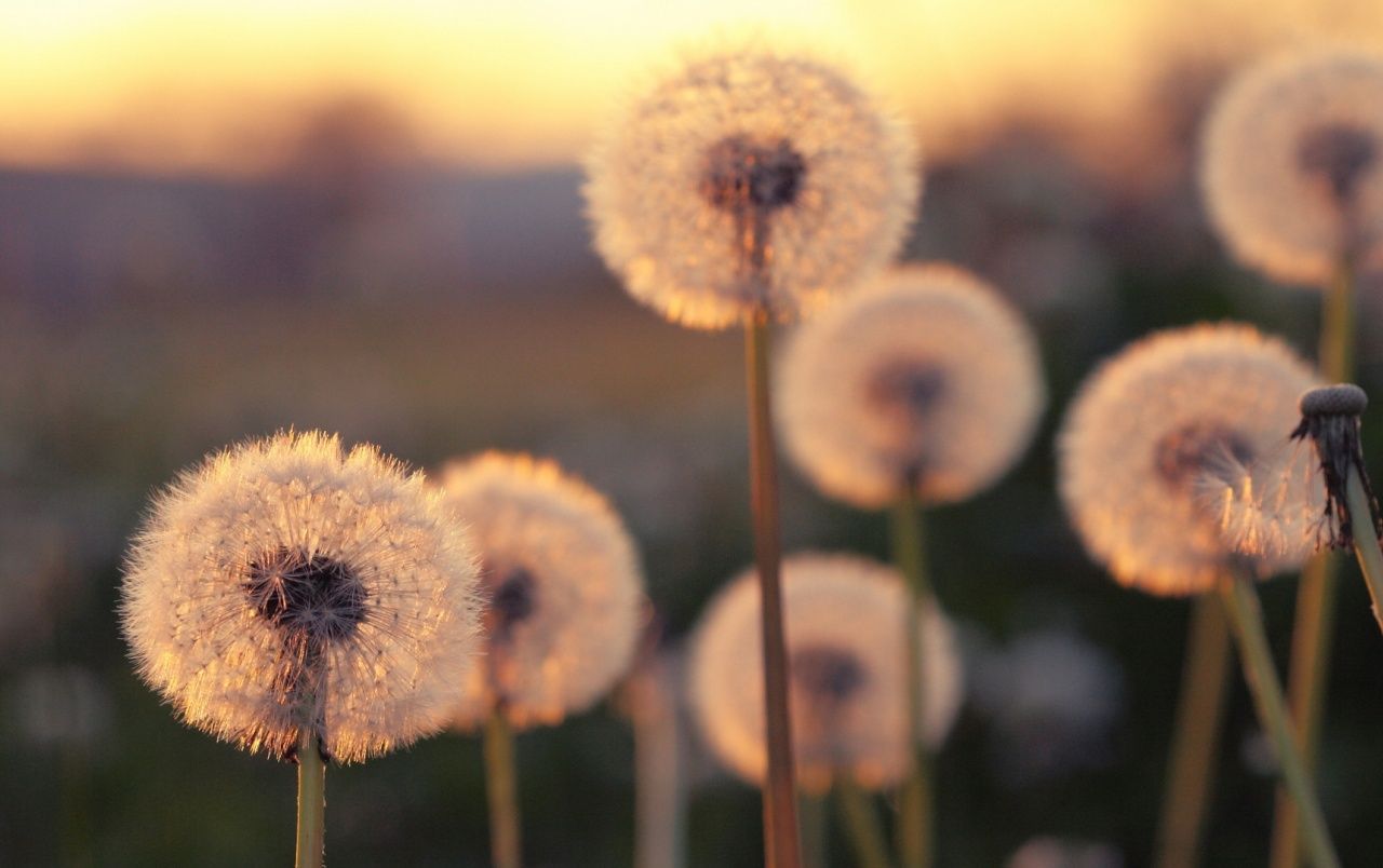 Pusteblumen, Abendlicht, Goldenes Licht, Gegenlicht, Feld, HD, Laptop-Hintergrundbild