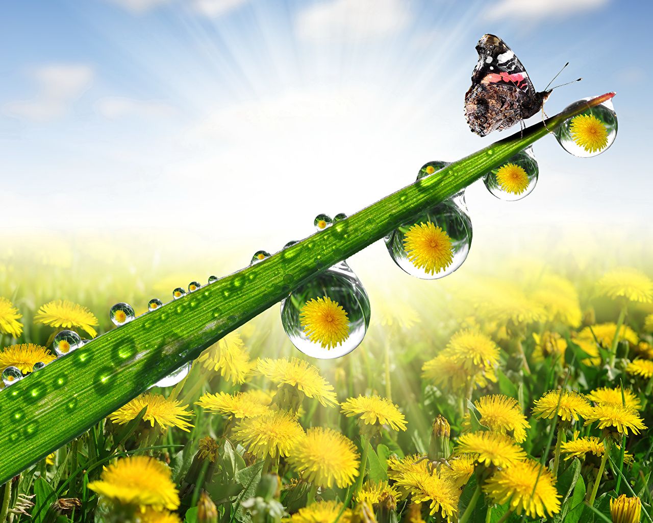 Grashalm, Wassertropfen, Schmetterling, Löwenzahnwiese, Sonnenstrahlen, HD, Windows-Hintergrundbild