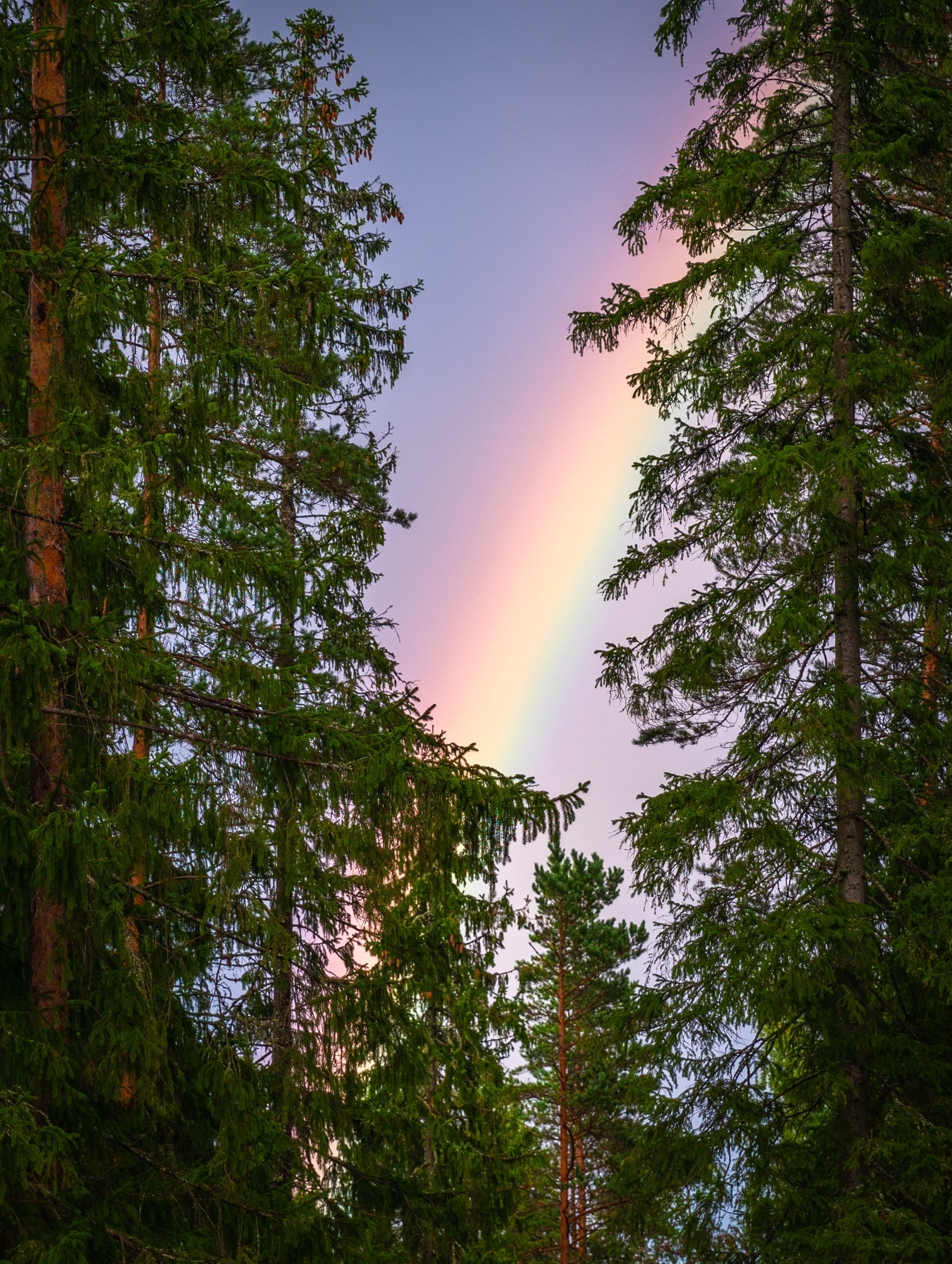 Regenbogen, Nadelbäume, Wald, Himmel, Froschperspektive, QHD+, Tablet-Hintergrund
