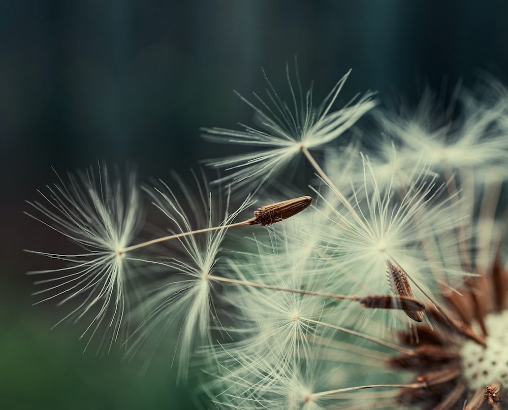 Flugsamen, Makro, Dunkelgrün, Detail, Hintergrundbild