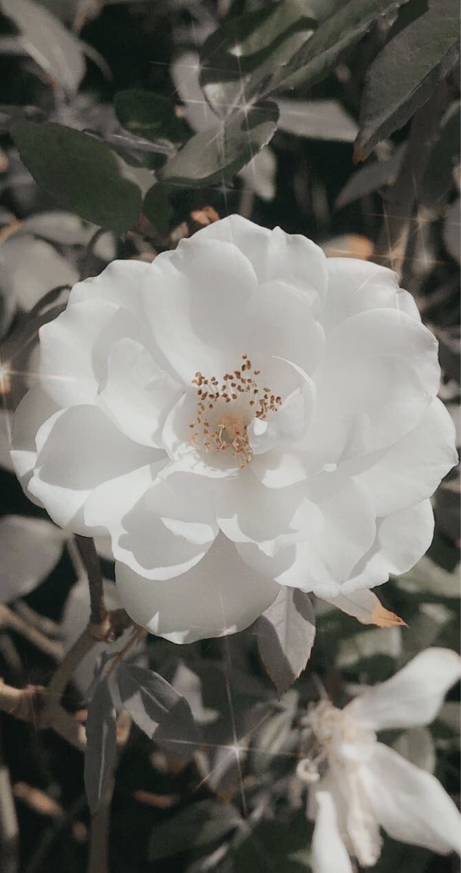 Weiße Blüte, Blätter, Schwarz-Weiß-Kontrast, Garten, Hintergrundbild für iPhone und Android