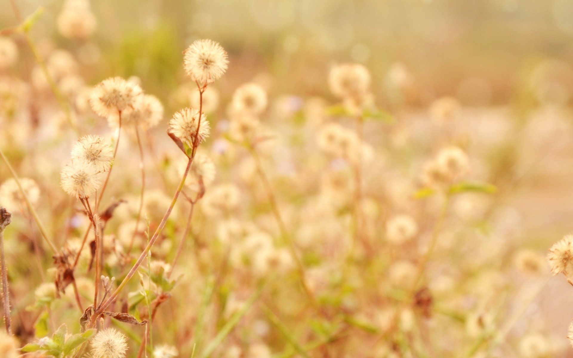 Pusteblumen, Feld, Beige, Warme Töne, Unschärfe, 16:10, Full-HD-Hintergrundbild für den Desktop