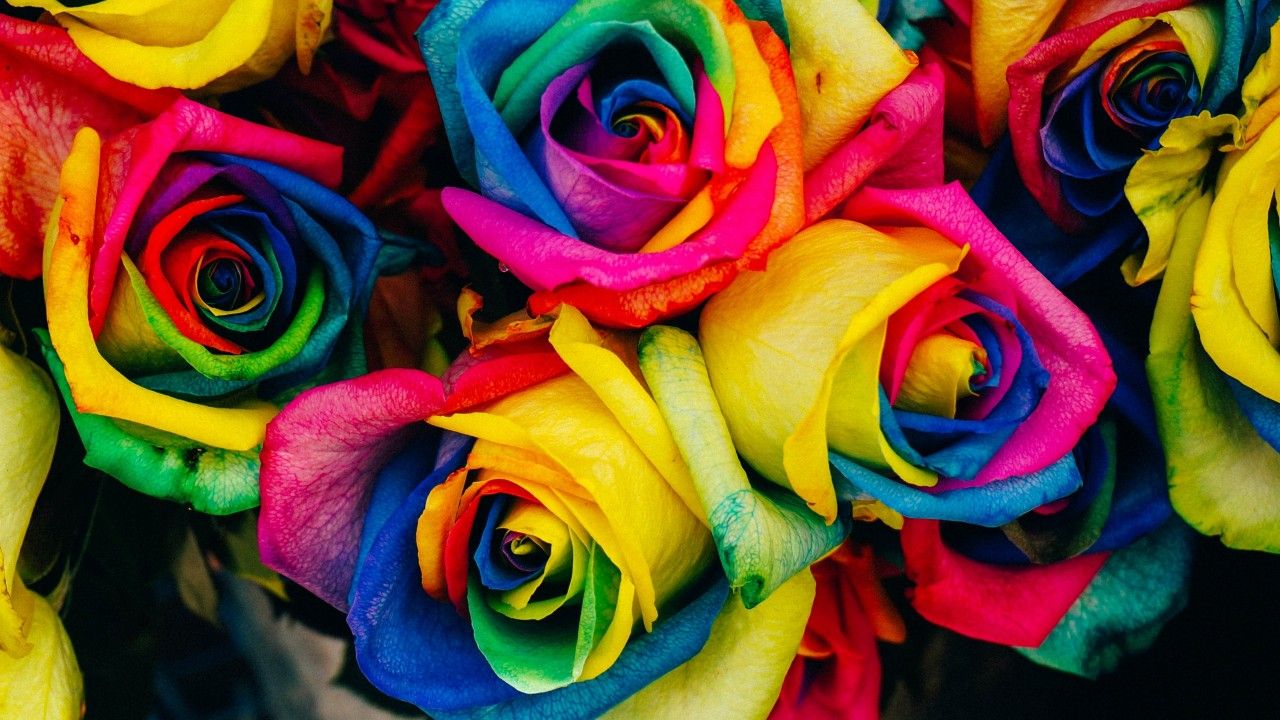 Regenbogenrosen, Bunte Rosen, Blumen, Nahaufnahme, 16:9, HD-Hintergrundbild für den Desktop