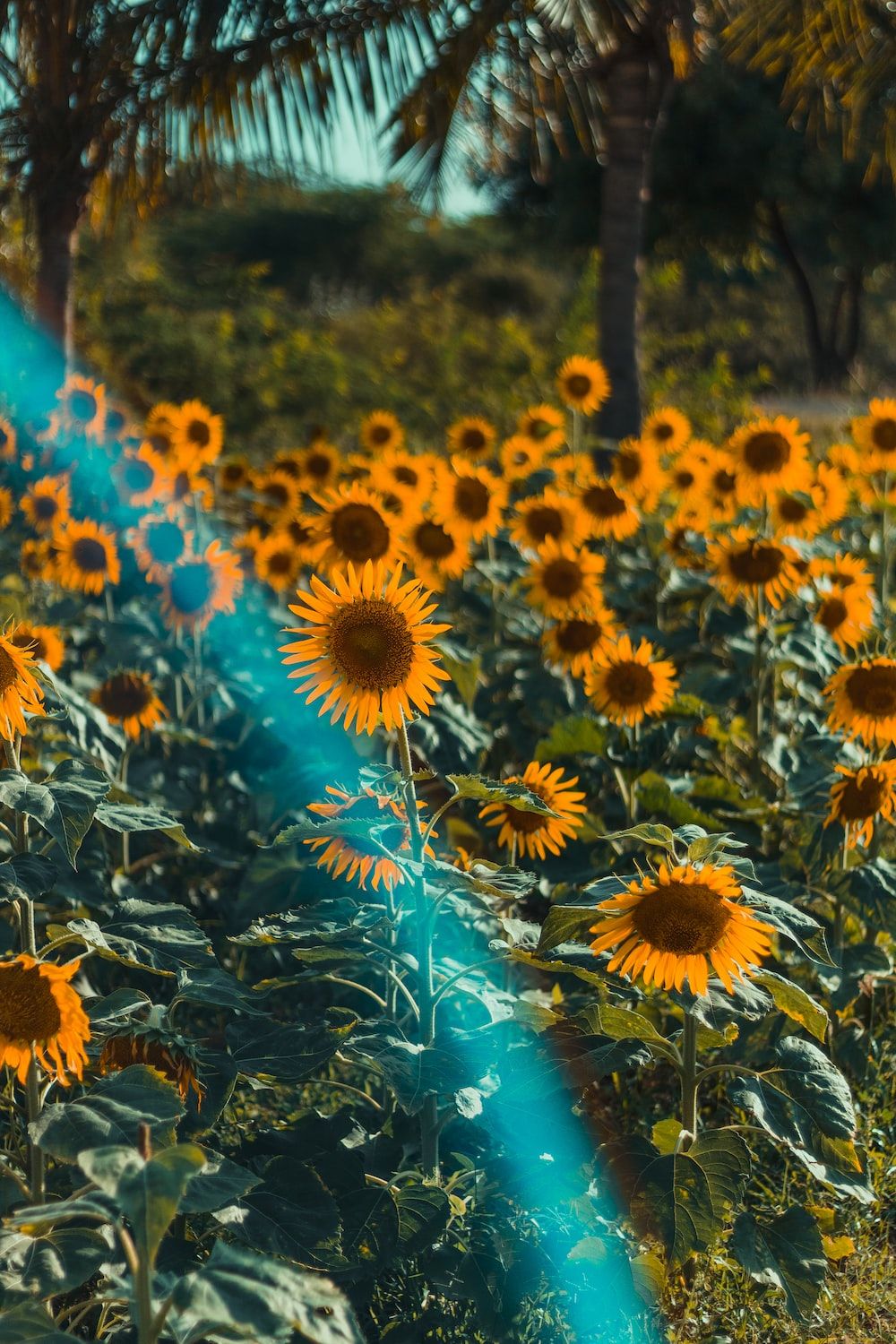 Sonnenblumenfeld, Regenbogenlicht, Palmen, Sommer, HD, Hintergrundbild fürs Handy