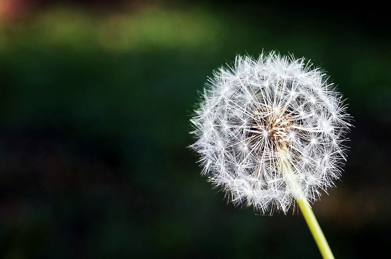 Pusteblume, Dunkelgrüner Hintergrund, Makro, Bokeh, HD Wallpaper