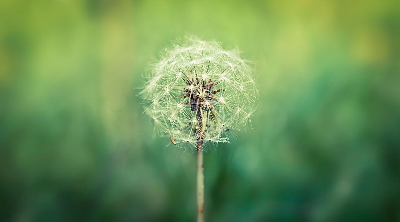 Pusteblume, Grüner Hintergrund, Unschärfe, Natur, HD Wallpaper
