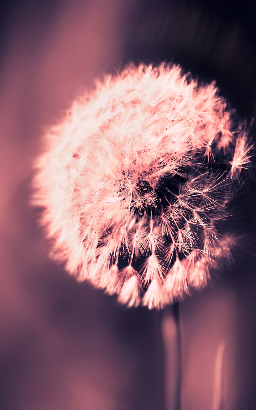 Pusteblume, Rosa, Lila, Hochformat, Verträumt, HD, Sperrbildschirm fürs iPhone