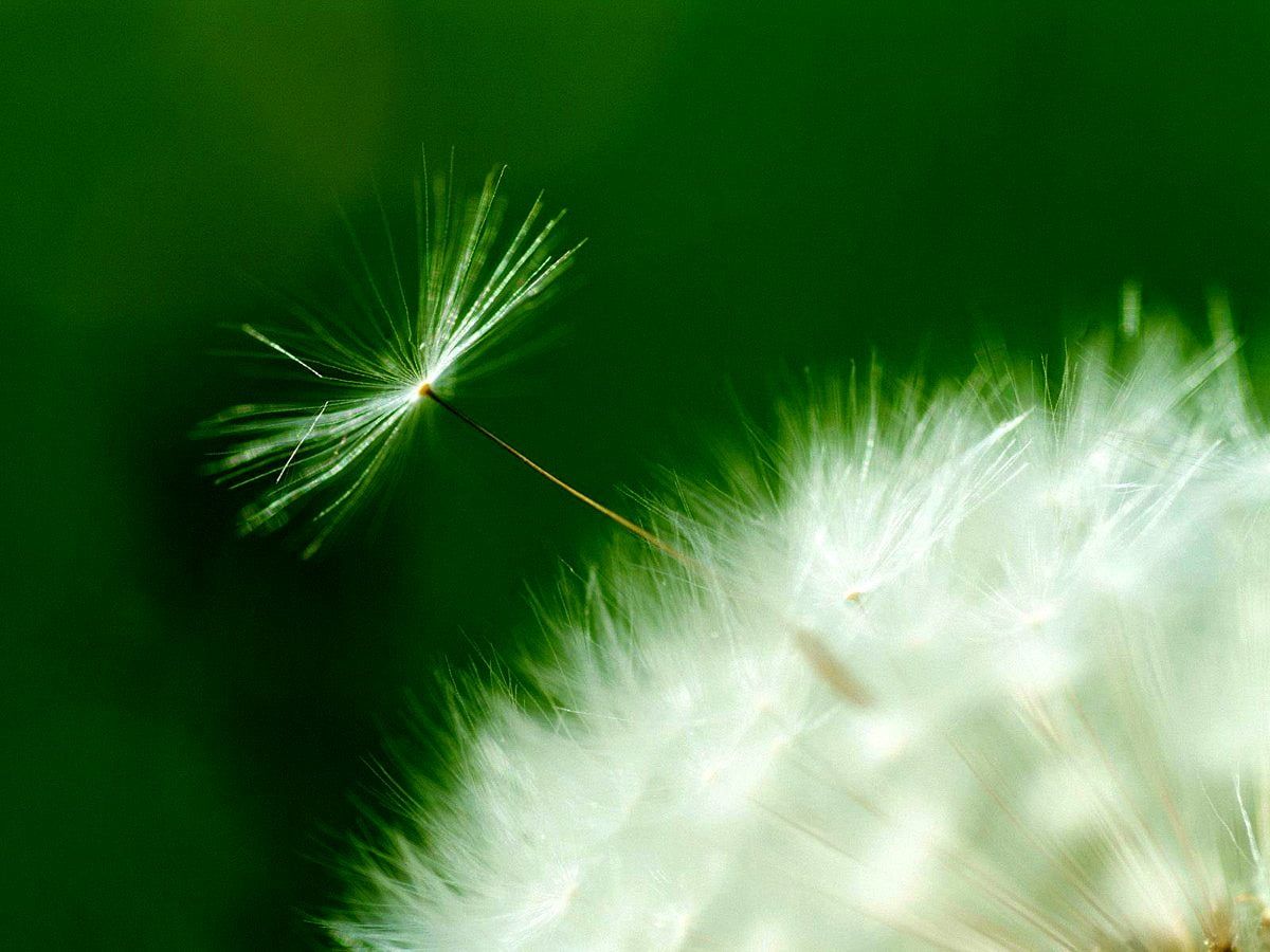 Flugsamen, Pusteblume, Grüner Hintergrund, Makro, Wallpaper