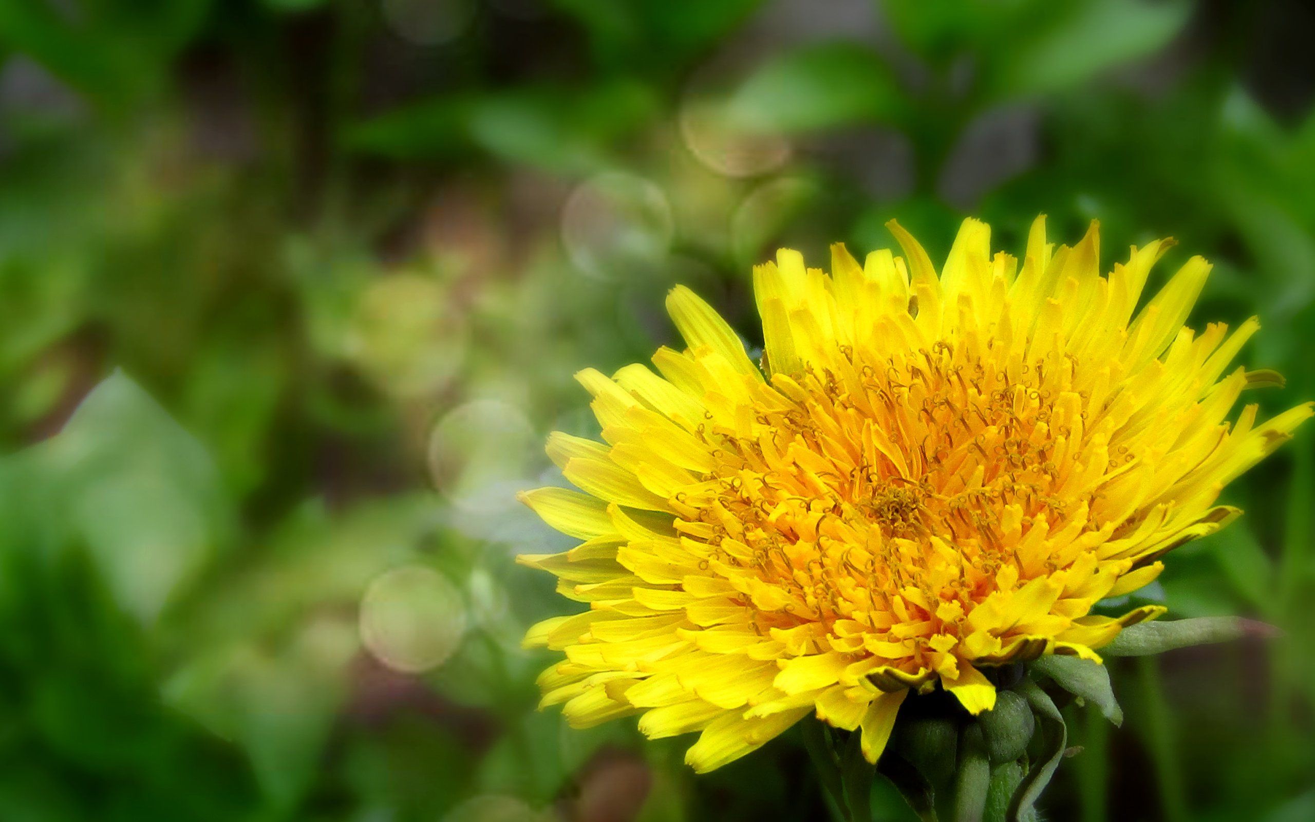 Löwenzahnblüte, Gelb, Blätter, Natur, Nahaufnahme, 16:10, 2K-Hintergrundbild für den Desktop