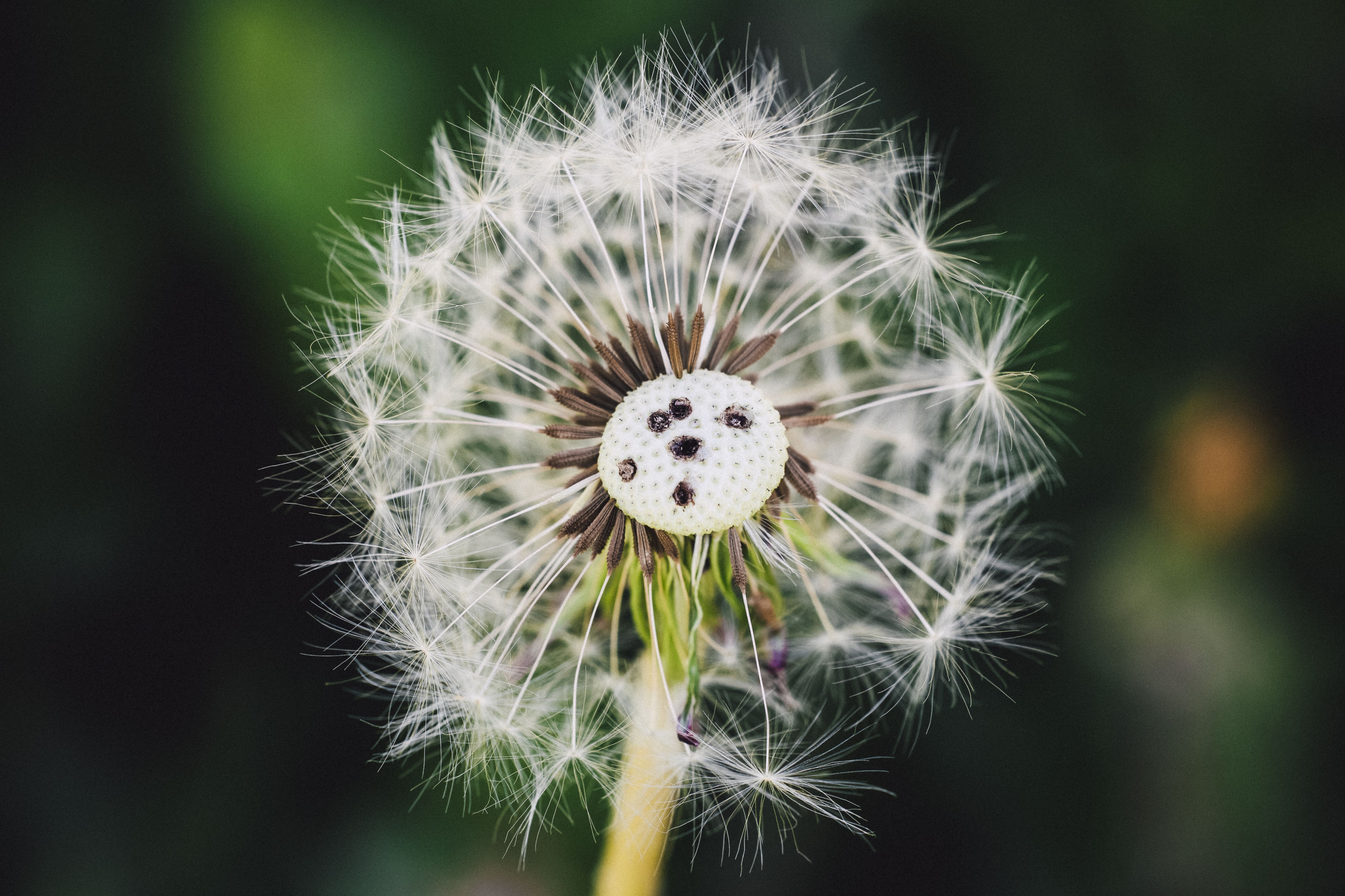 Pusteblume, Fehlende Samen, Dunkler Hintergrund, Makro, 5K Wallpaper