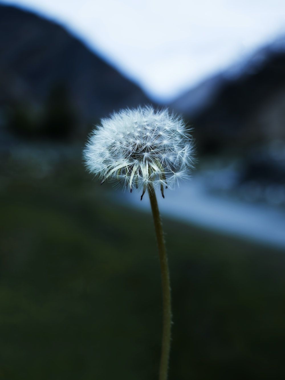 Pusteblume, Berge, Tal, Dämmerung, Hochformat, HD, Hintergrundbild fürs Tablet