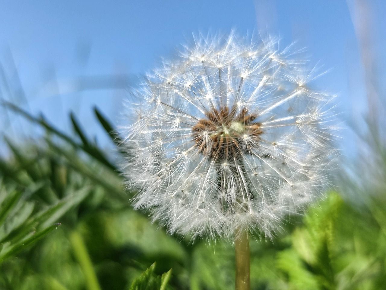 Pusteblume, Gras, Blauer Himmel, Froschperspektive, HD, iPad-Hintergrundbild