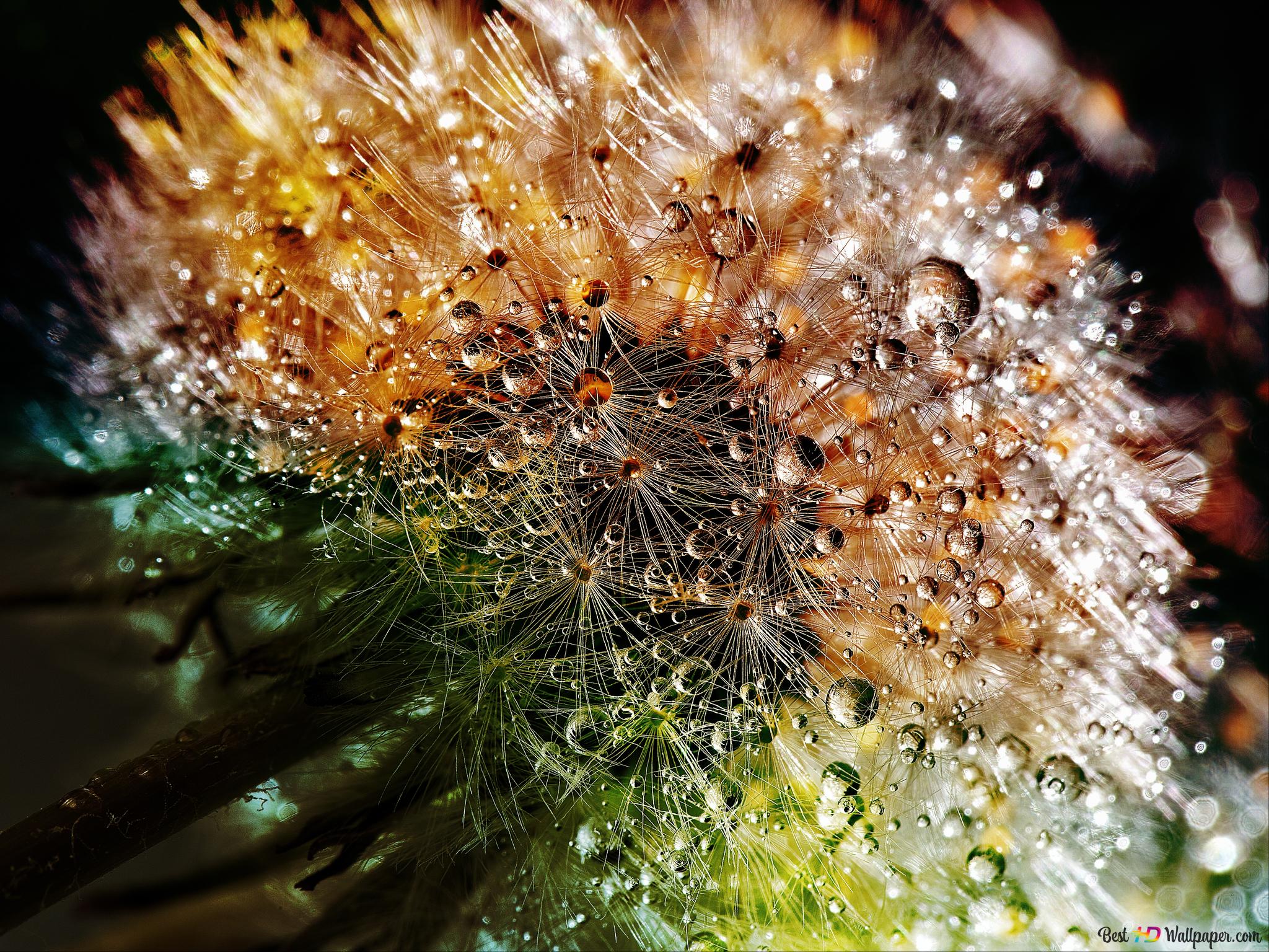 Pusteblume, Tautropfen, Makro, Gold, Dunkel, Full HD, Hintergrundbild fürs Tablet