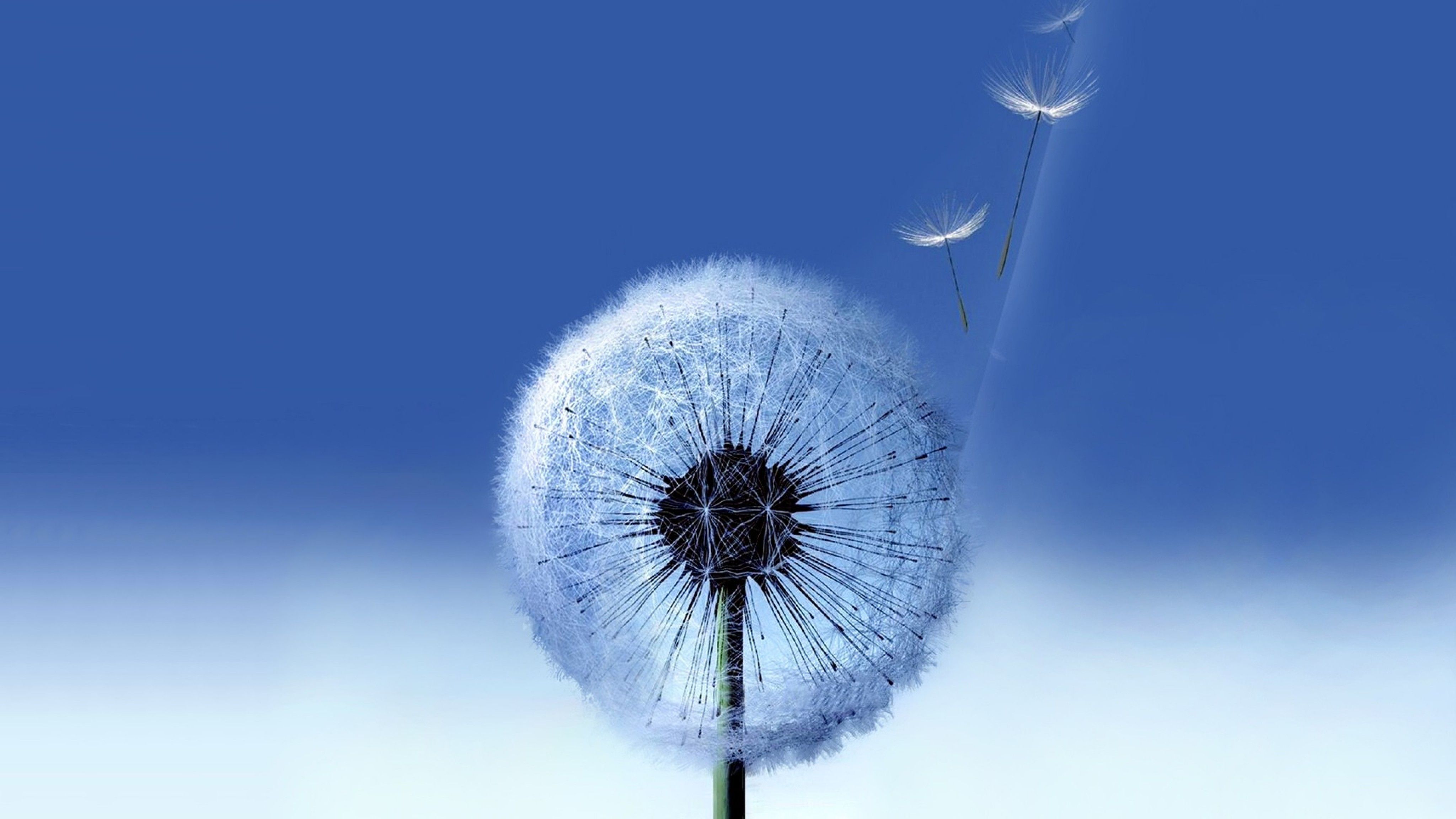 Pusteblume, Flugsamen, Blauer Hintergrund, Minimalistisch, 4K Wallpaper