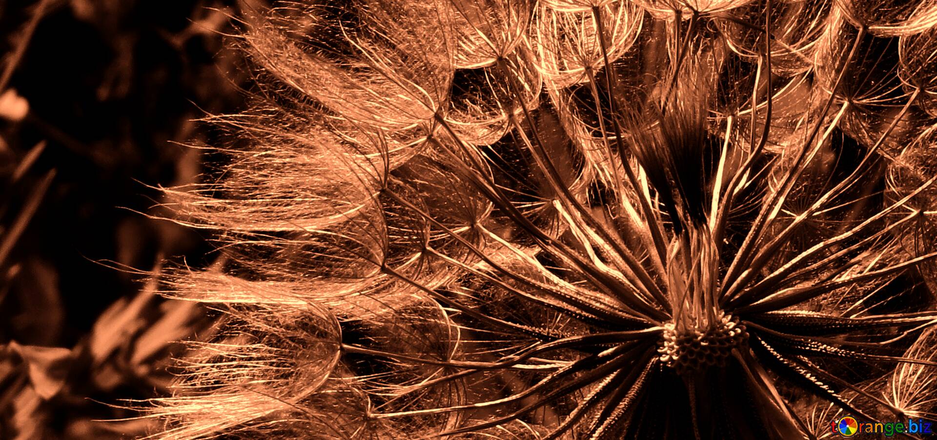 Flugsamen, Makro, Kupfer, Braun, Abstrakt, Full HD, Desktop-Hintergrund für Windows