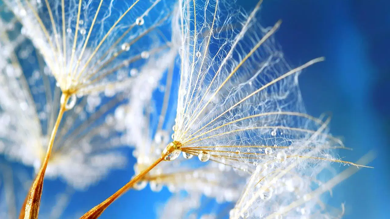 Pusteblume, Wassertropfen, Makro, Blau, Flugsamen, 16:9, HD-Hintergrundbild für den Desktop