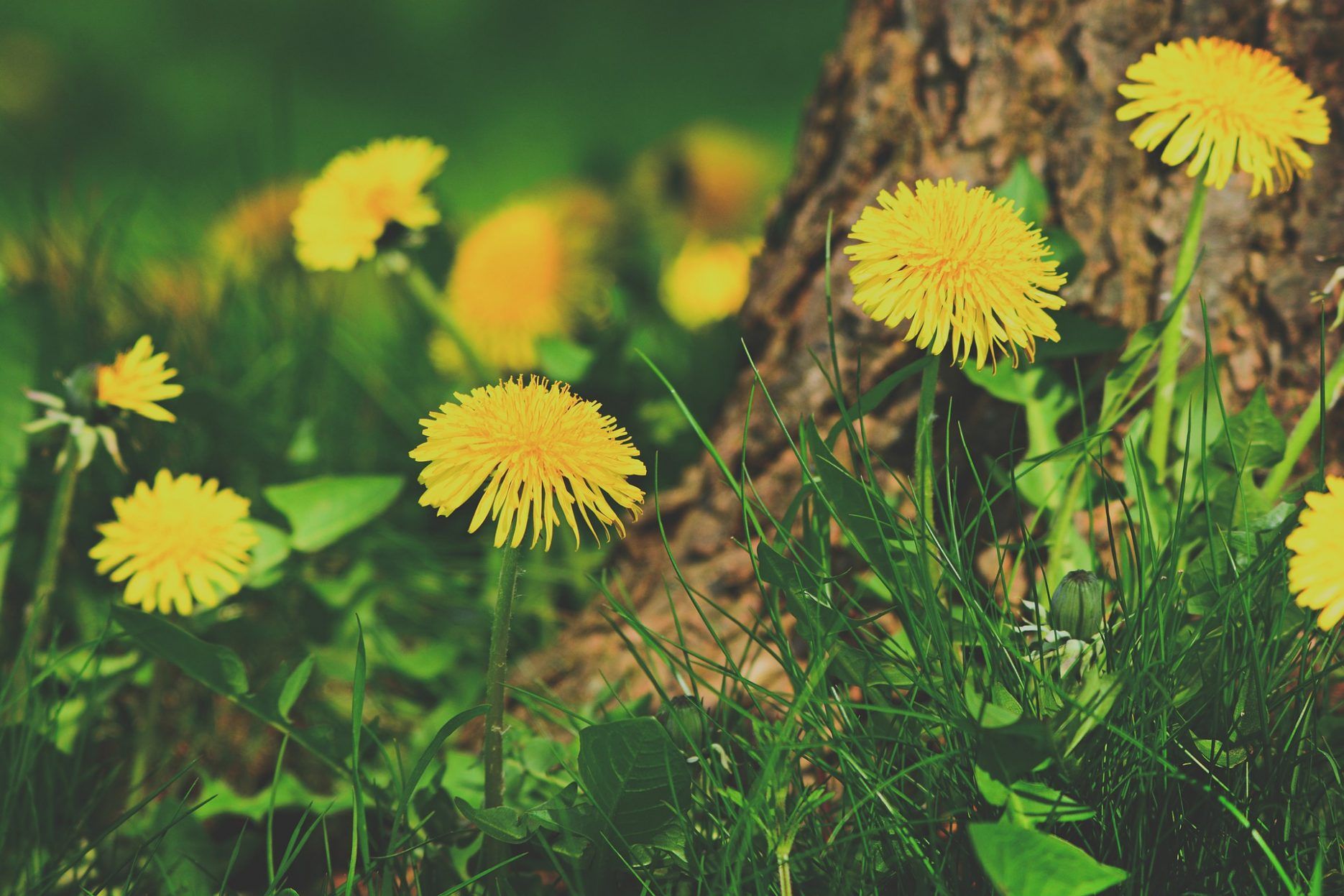 Löwenzahnblüten, Gelb, Baumstamm, Wiese, Frühling, HD, Hintergrund für den Desktop