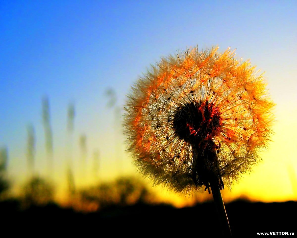 Pusteblume, Gegenlicht, Sonnenuntergang, Orange, Blauer Himmel, Hintergrund
