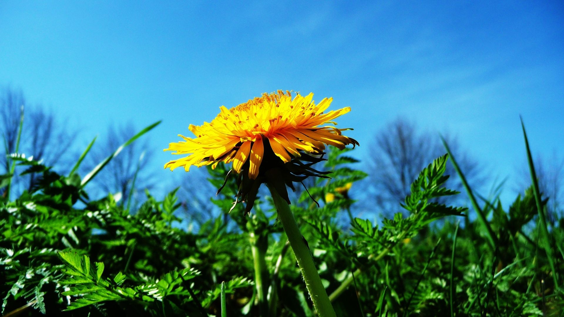 Löwenzahnblüte, Gelb, Froschperspektive, Blauer Himmel, Gras, Full HD, Breitbild-Hintergrundbild