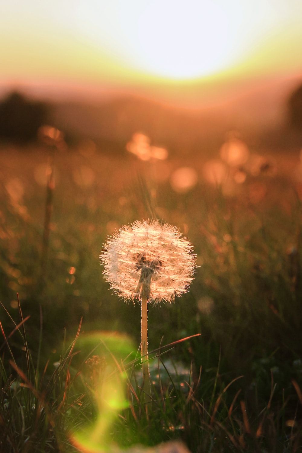 Pusteblume, Wiese, Sonnenuntergang, Lichtreflex, Hochformat, HD, Handy-Hintergrund