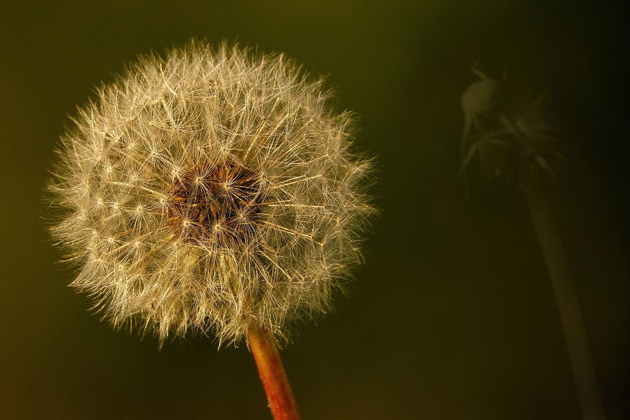Pusteblume, Makro, Olivgrün, Dunkel, Nahaufnahme, HD, Hintergrundbild für den PC