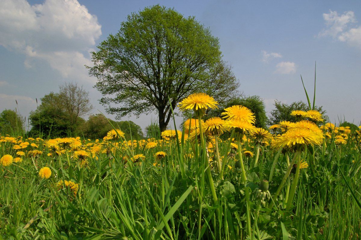 Löwenzahnwiese, Baum, Frühling, Landschaft, Wolken, Hintergrundbild
